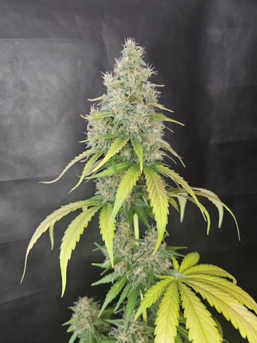 PAPAYA COOKIES. Week 11