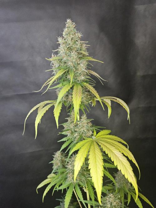 PAPAYA COOKIES. Week 11