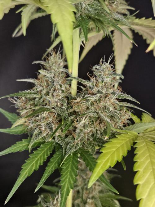 PAPAYA COOKIES. Week 11