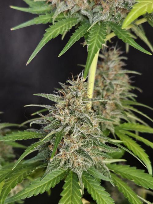 PAPAYA COOKIES. Week 11