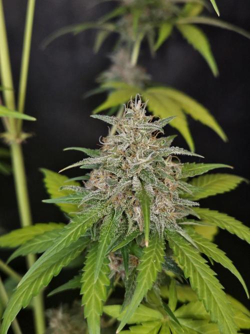 PAPAYA COOKIES. Week 11