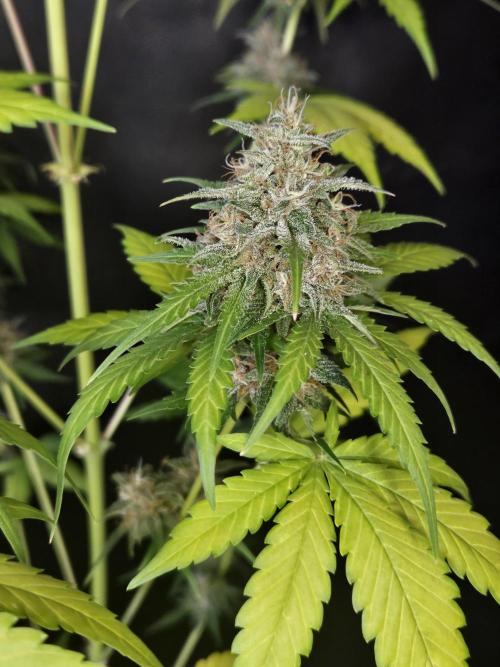 PAPAYA COOKIES. Week 11