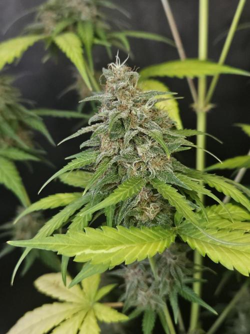 PAPAYA COOKIES. Week 11