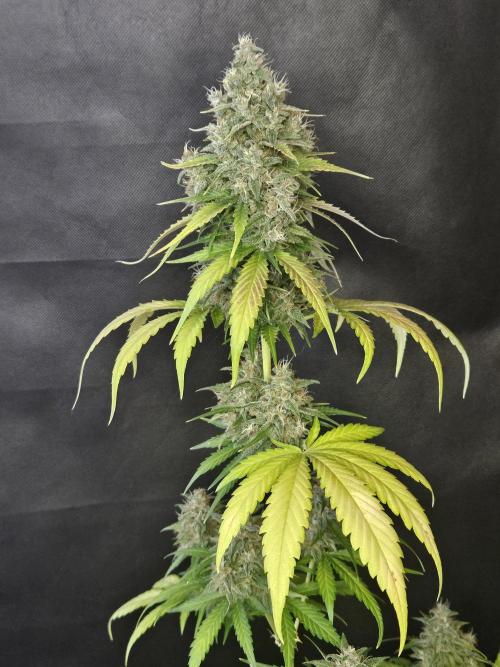 PAPAYA COOKIES. Week 11
