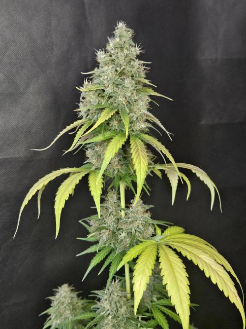 PAPAYA COOKIES. Week 11