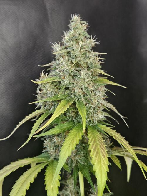 PAPAYA COOKIES. Week 11