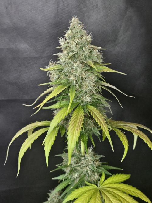 PAPAYA COOKIES. Week 11