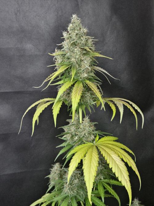 PAPAYA COOKIES. Week 11