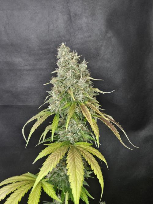 PAPAYA COOKIES. Week 11