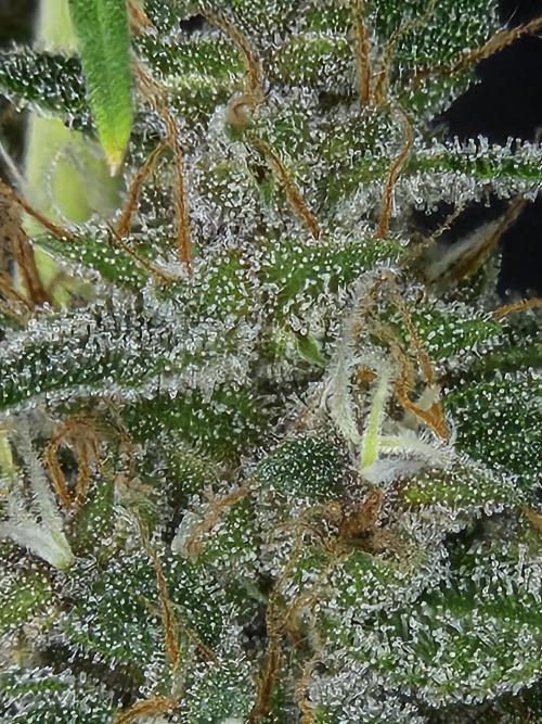 PAPAYA COOKIES. Week 11