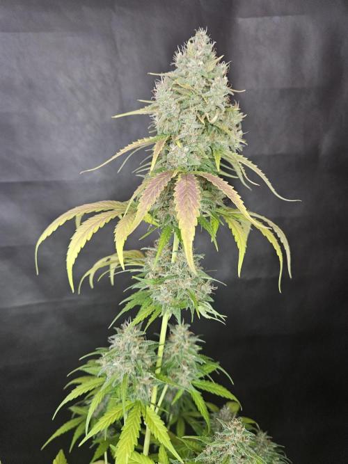 PAPAYA COOKIES. Week 11