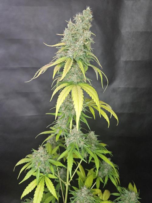 PAPAYA COOKIES. Week 11