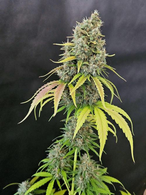 PAPAYA COOKIES. Week 11