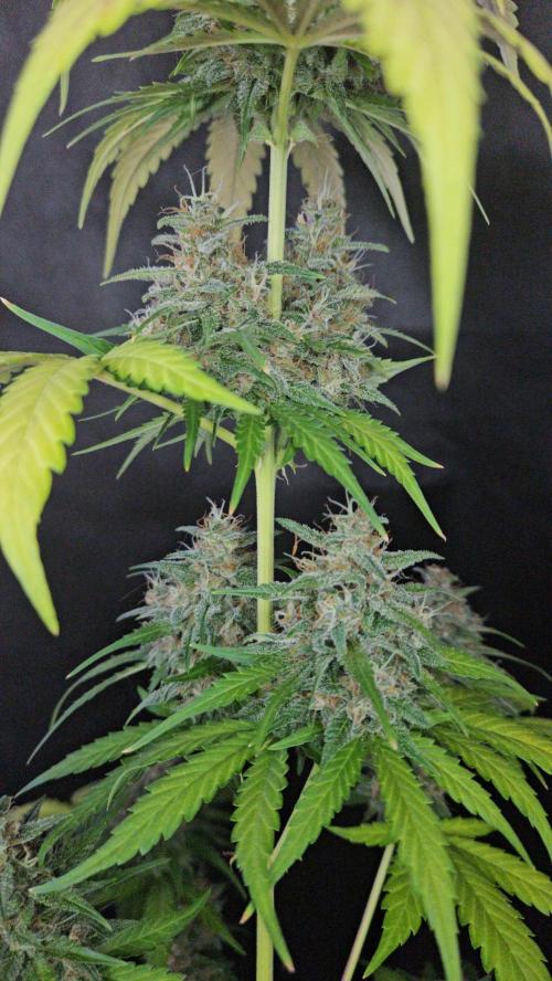 PAPAYA COOKIES. Week 11