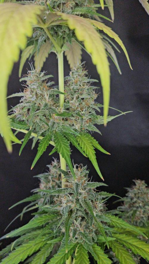 PAPAYA COOKIES. Week 11