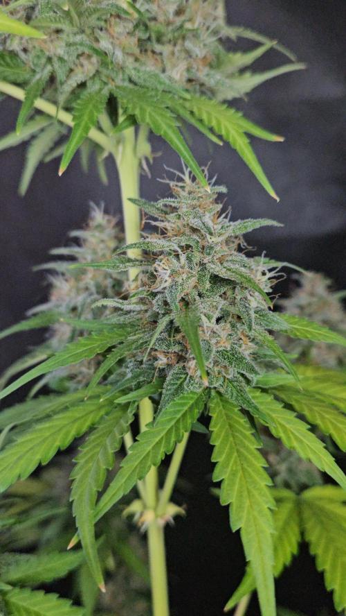 PAPAYA COOKIES. Week 11