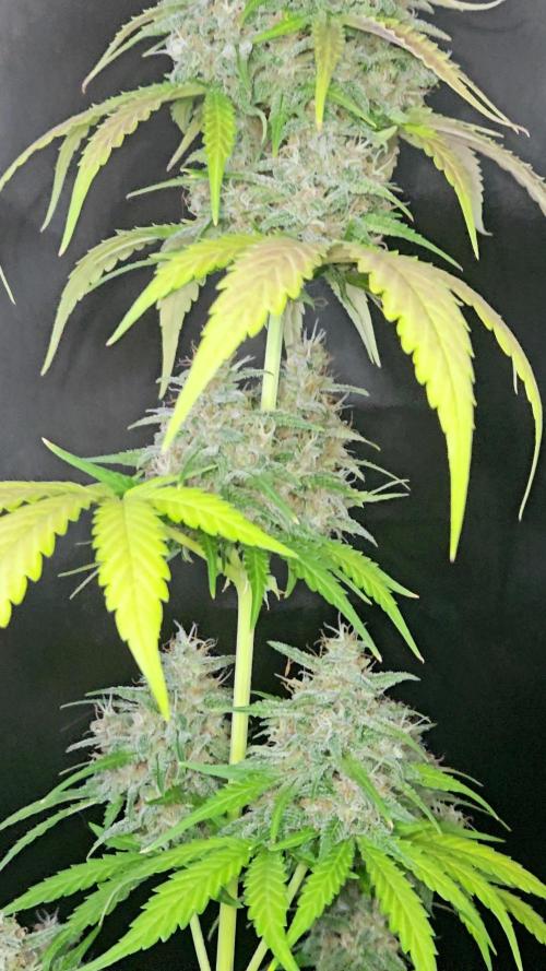PAPAYA COOKIES