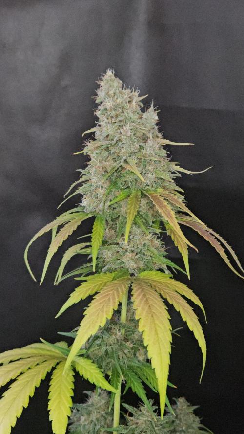 PAPAYA COOKIES. Week 11