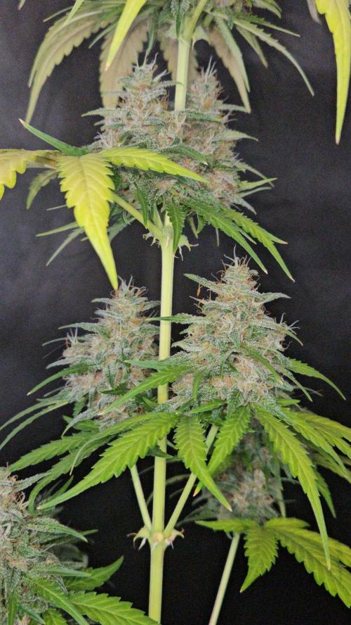 PAPAYA COOKIES. Week 11
