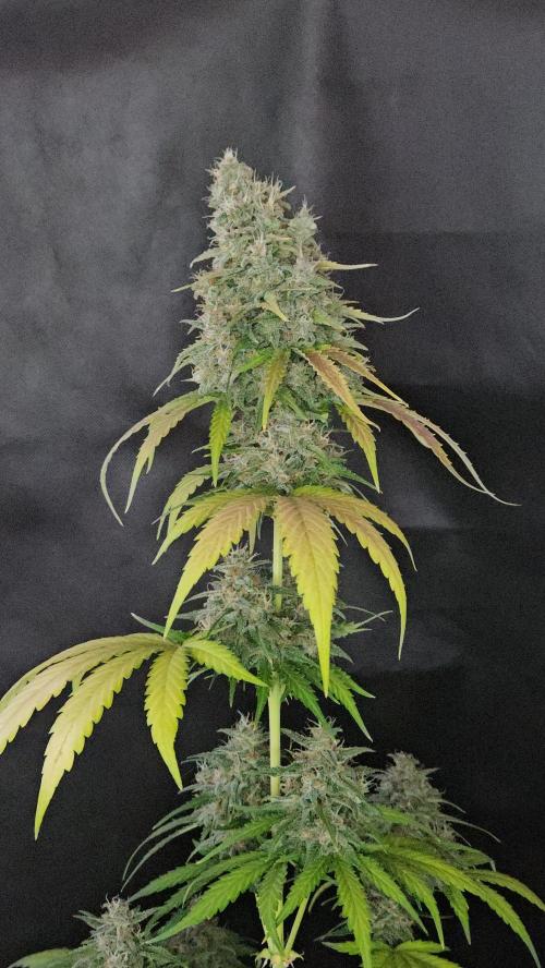 PAPAYA COOKIES. Week 11
