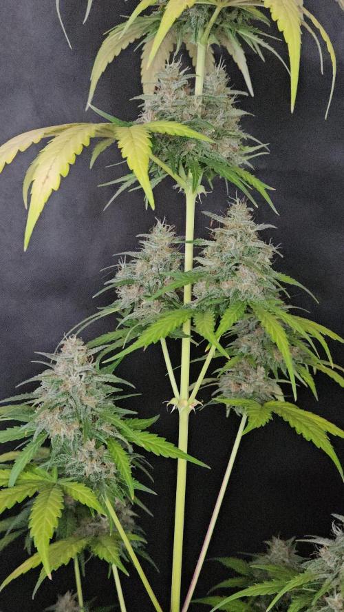 PAPAYA COOKIES. Week 11