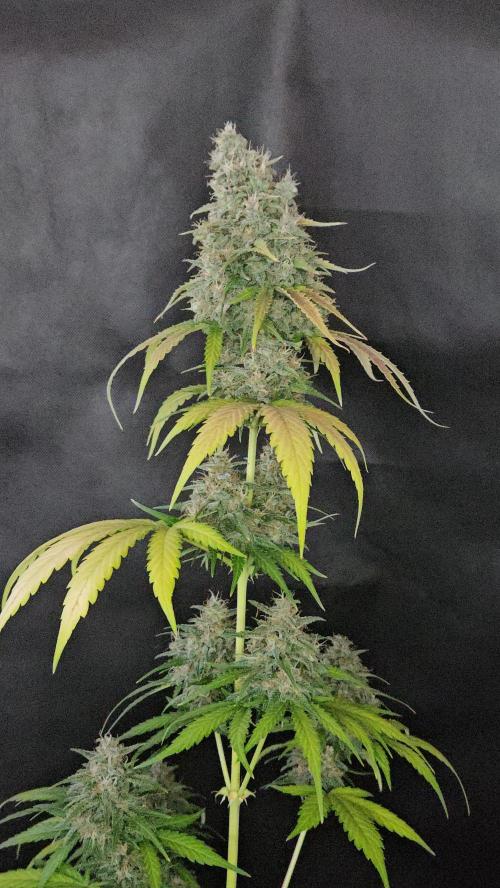 PAPAYA COOKIES. Week 11