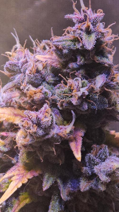 PAPAYA COOKIES. Week 12