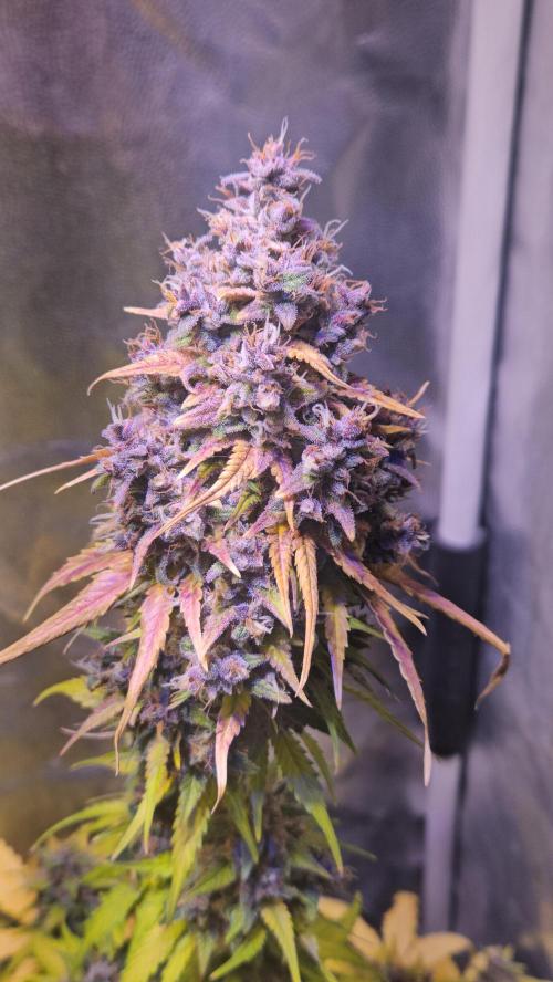 PAPAYA COOKIES. Week 12