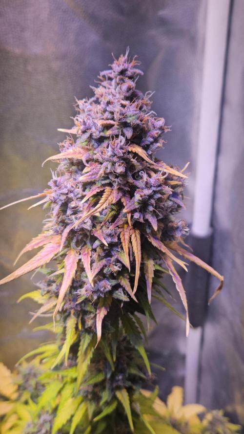 PAPAYA COOKIES. Week 12