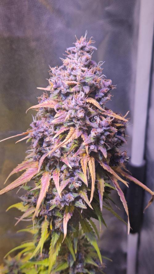 PAPAYA COOKIES. Week 12