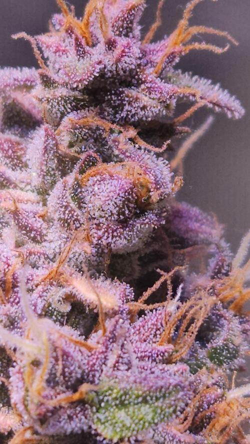 PAPAYA COOKIES. Week 12