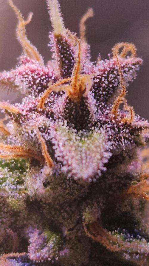 PAPAYA COOKIES. Week 12