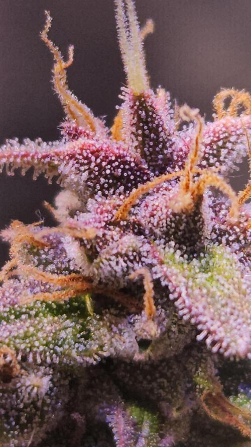PAPAYA COOKIES. Week 12