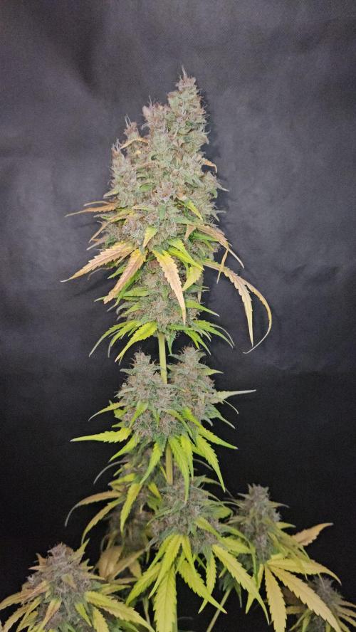 PAPAYA COOKIES. Week 12