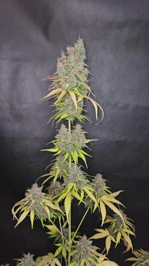 PAPAYA COOKIES. Week 12