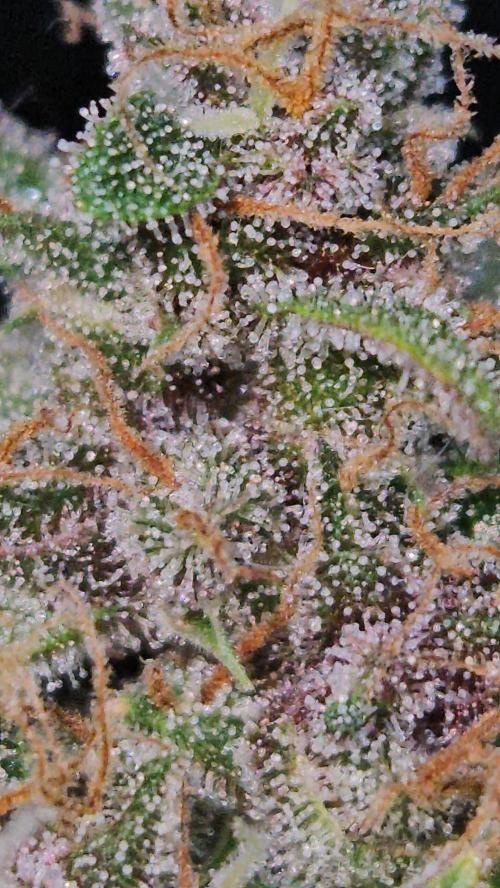 PAPAYA COOKIES. Week 12
