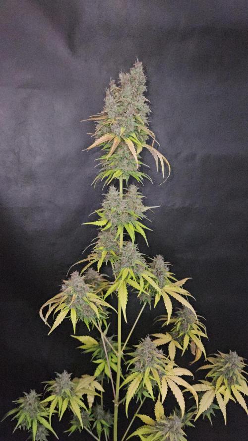 PAPAYA COOKIES. Week 12