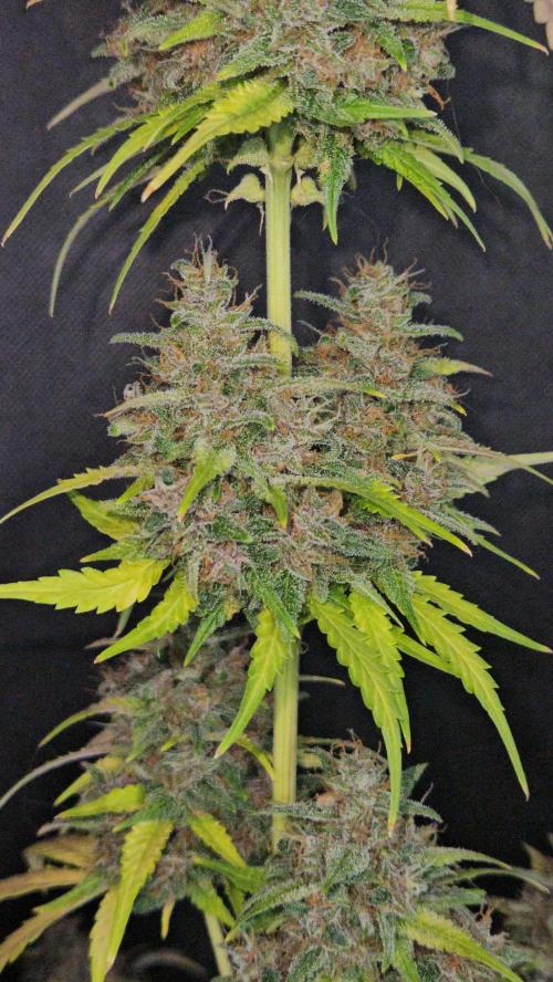 PAPAYA COOKIES. Week 12