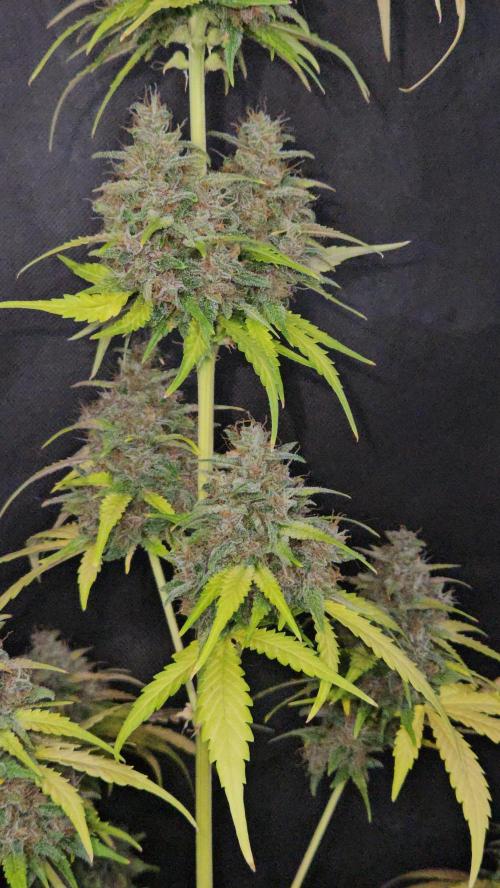 PAPAYA COOKIES. Week 12