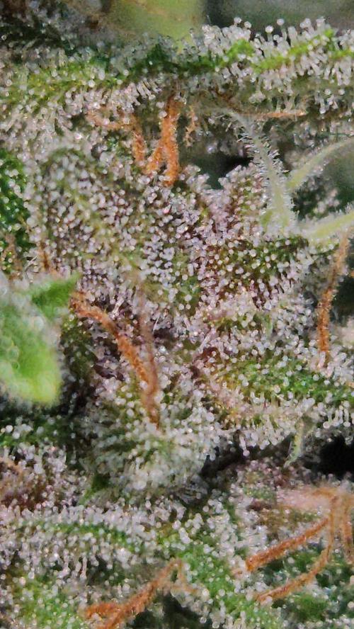 PAPAYA COOKIES. Week 12