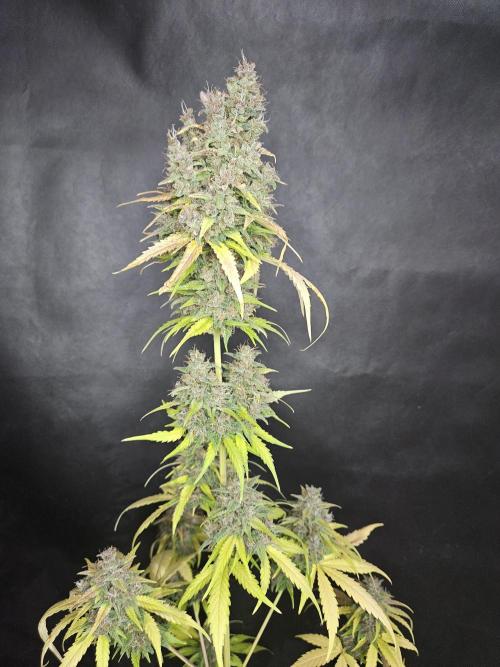 PAPAYA COOKIES. Week 12