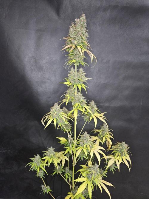 PAPAYA COOKIES. Week 12