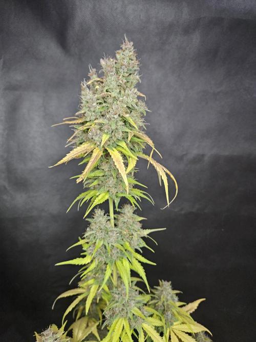 PAPAYA COOKIES. Week 12