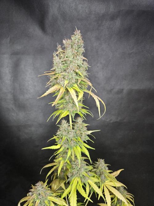 PAPAYA COOKIES. Week 12