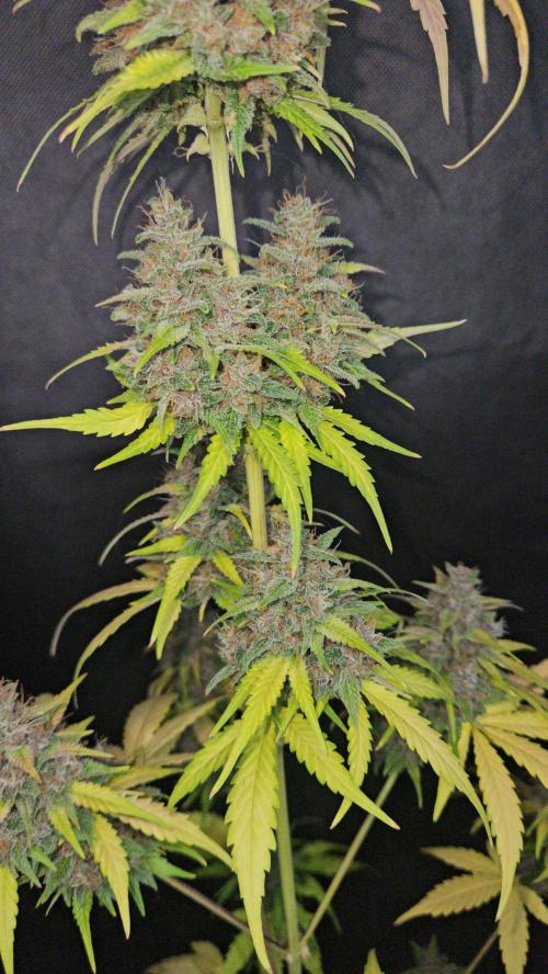PAPAYA COOKIES. Week 12