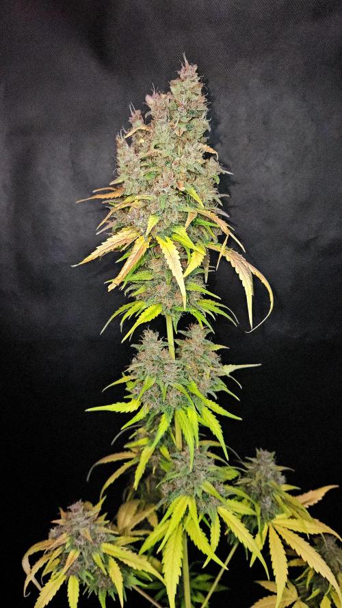 PAPAYA COOKIES. Week 12