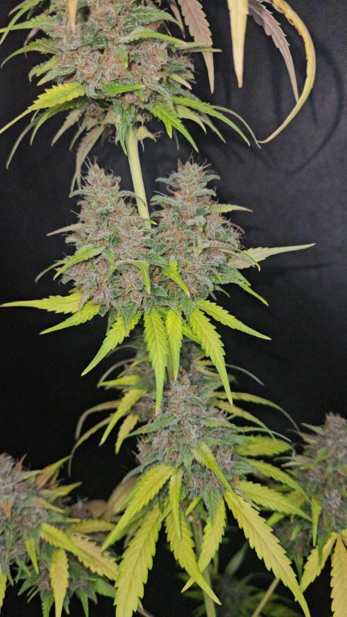 PAPAYA COOKIES. Week 12