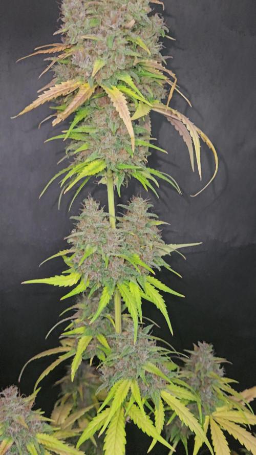 PAPAYA COOKIES
