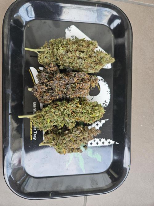 PAPAYA COOKIES. Week 12 - 3rd de izquierda a derecha.