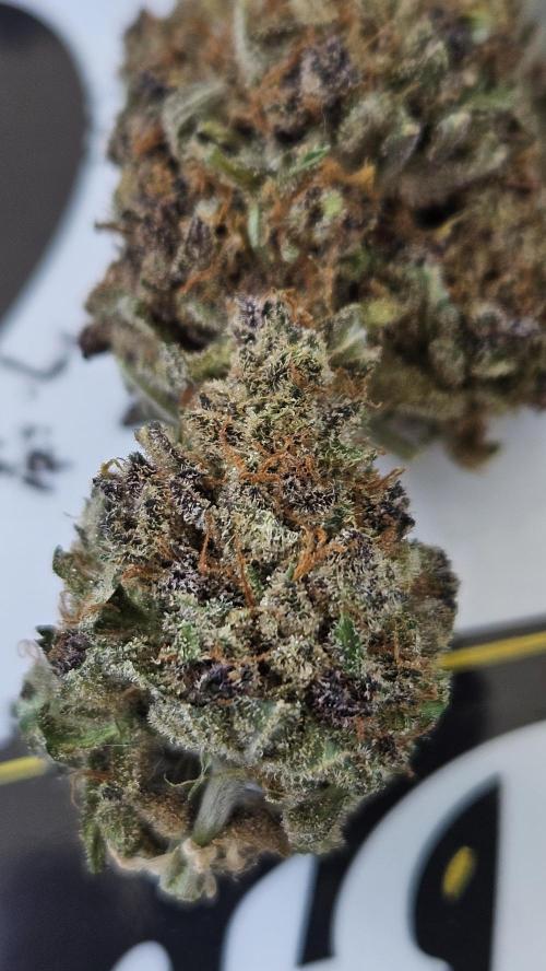 Gorilla Punch. Week 13
